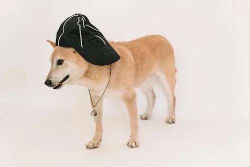 Canibite Dog